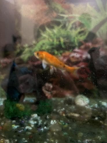 Akvariumlar: Böyük şüşə akvarium Texmını tutumu 200 litr olmalıdır Akvariumda LED — 2