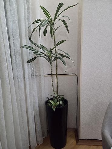 ev bitkisi: UNİKAL: Drasaena “Warneckei” (zolaqlı drasena) digər dekorativ — 4