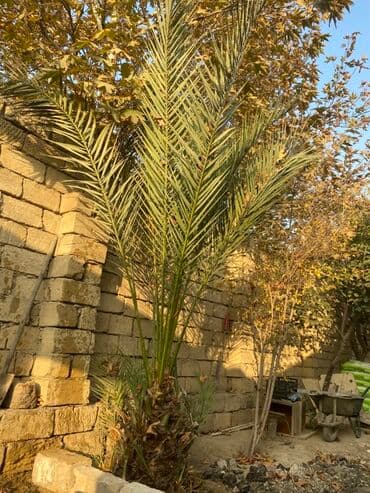 dekor hərflər: Xurma palması (Phoenix dactylifera) – dekorativ palma - Növ: Xurma — 1