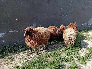 balalı qoyunlar: Dişi, Qala, il: 1, 50 kq, Damazlıq, Ünvandan götürmə — 2