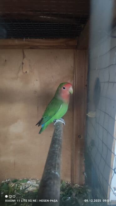 Рыбы: Allah haminin malna bereket versin !!! Nerazluçnik sevda quşu hazir at lalafo.az — 5 Рыбы: Allah haminin malna bereket versin !!! Nerazluçnik sevda quşu hazir — 5