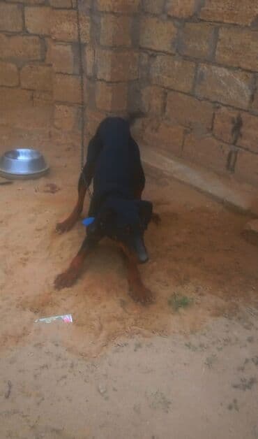 doberman satisi: Doberman, 9 ay, Erkek — 2