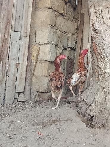 kreditle it satisi: Toyuq cücələri, Damazlıq — 5