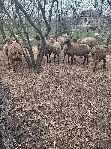 naxcivan heyvan elanlari: Qoyun sürüsü satılır 8 dene erkey quzu satılır - Növ: yerli qarışıq — 2
