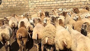 balaca it cinsi: Dişi, il: 1, Damazlıq, Pulsuz çatdırılma — 8