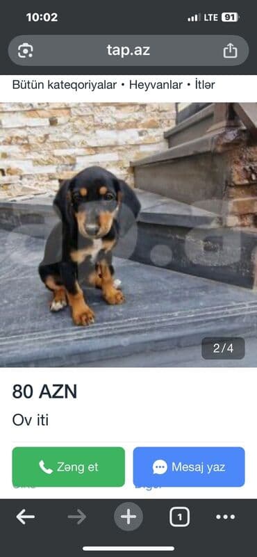 itler doberman: 3 ay, Dişi, Peyvəndli, Ödənişli çatdırılma — 2