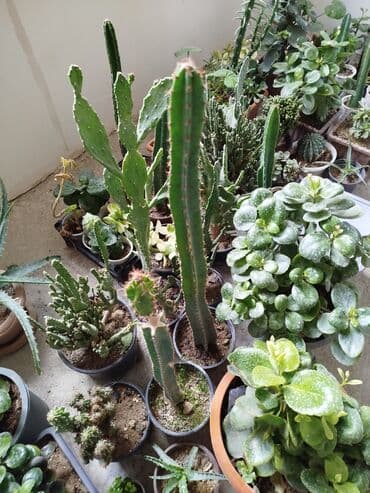 Ağaclar: 6 AZN — 1