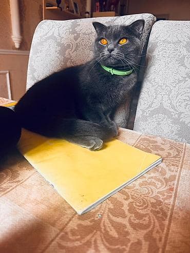 etibarli ellere: Britan — 5