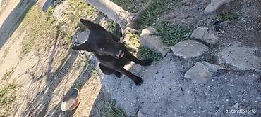 it qiz adlari: Qara rəngli it – qulaqcıqları dik, orta bədən quruluşlu, qısa-yarıuzun — 5