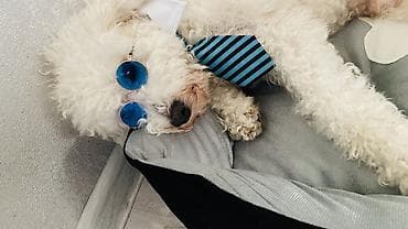 Чистый пудель 1год 2месяца 
Самец 
Нужна невестка