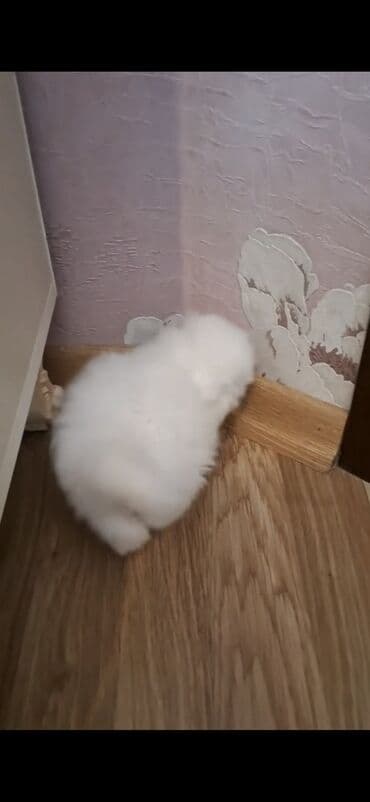 mingəcevir pişik: Şinşilla, Dişi — 8