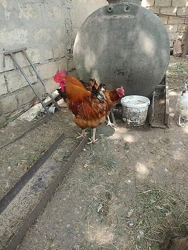 sultan toyuqu: Toyuq, Kuçin, Ətlik, Ünvandan götürmə — 2