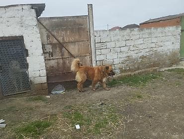 Məhsul: İt (iri cüssəli, tüklü, qızılı-qəhvəyi rəng) 11 ayliq ayi bala