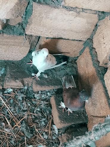 Quşlar: Mətn: Əbrəş erkək və ağ mayası olan hazır cüt göyərçin. Yumurtaya — 2