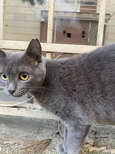 Птицы: Boz tüklü pişik - Rəng: bərk boz (kül rəngi), yumuşaq və sıx tüklü - — 3