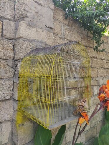 Şampunlar: Qefesler yumru qirmizi 30 Azn obirler 20-15 Azn — 5