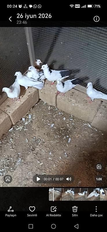 goyercin: 7 eded göyercindi kom satılır, real fikri olan elaqe saxlasın vidosun — 1