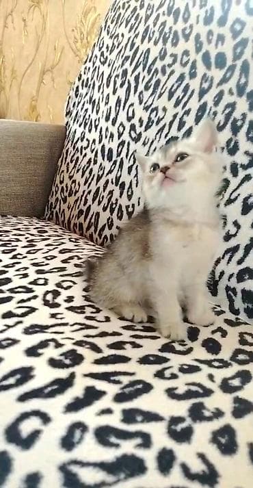 pisikler ucuz: Şinşilla, Dişi, Ödənişli çatdırılma, Ünvandan götürmə — 2