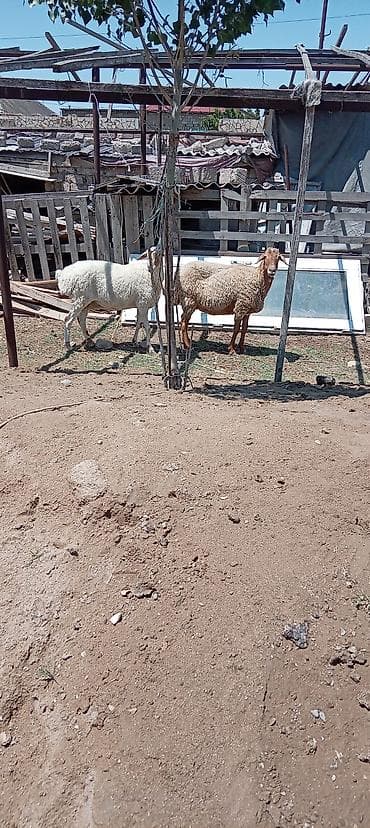 Козы, козлята: Məhsul: kök qoyunlar (2 baş) Təsvir: - Şəkildə iki baş qoyun görünür — 5