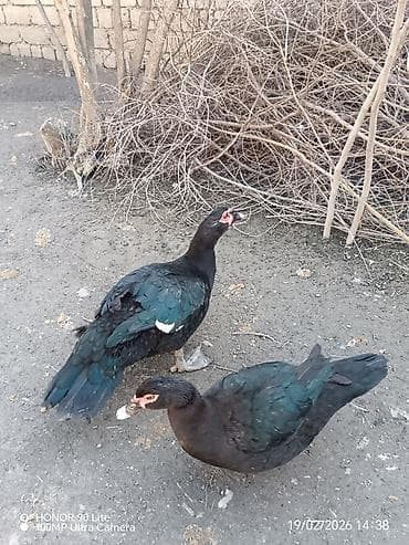 Erkək, Damazlıq, Ödənişli çatdırılma