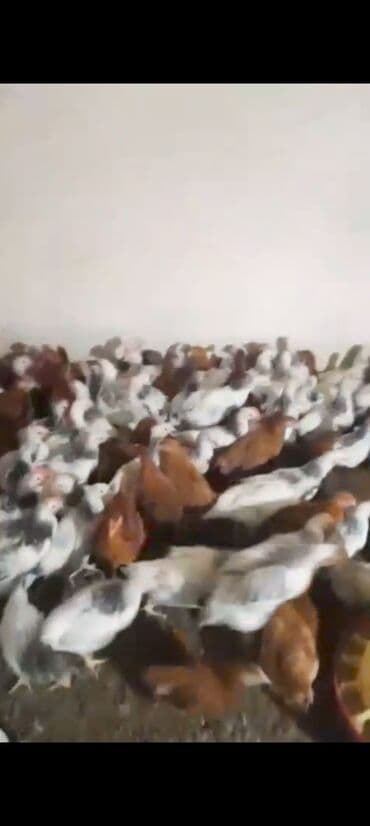 клетки для бойцовых петухов: Куриные цыплята, Для мяса — 3