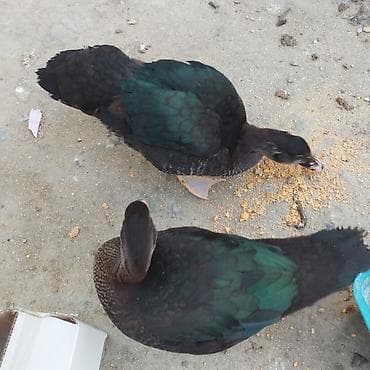 touz quşu: Zümrüd ayın 2si çıxmış balalar 10 manat və 3 aylığ zümrüd 25 manat — 5