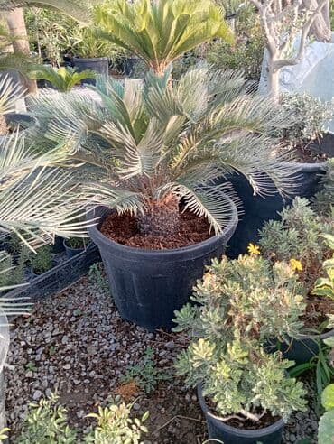 Sifarişlə əl işləri: Agaclar
gubreler guller — 2