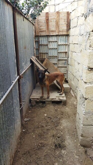 купить собаку малинуа: Belçika çoban iti, Dişi — 2