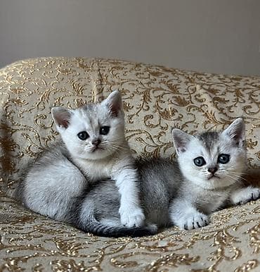 balaca pisik: Şinşilla, Dişi, Ünvandan götürmə, Pulsuz çatdırılma — 6