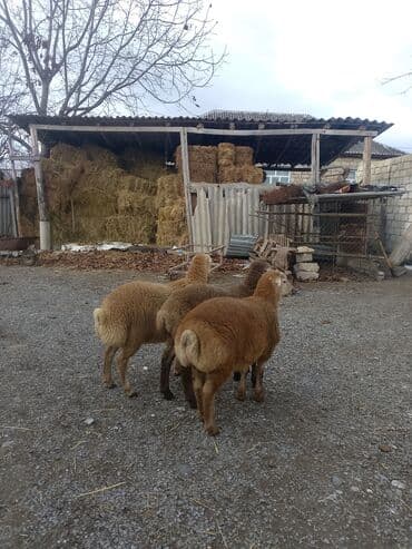 Информатика: Ягненок, Самец, месяцев: 4, 14 кг, Для мяса, Самовывоз — 3