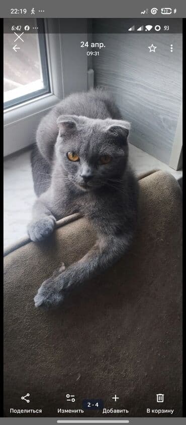 pisiylər: Şotland, Erkək, Yaxşı əllərə, Ünvandan götürmə — 4