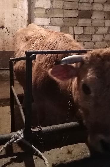 Iney satilir super Maldi Maşallah olsun