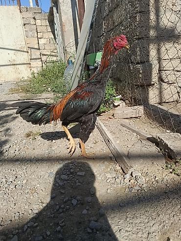 rhode island red: Dekabr ayında çıxan beçədi oynaq heyvandi tayi olsa 1. 2 dqlik alan — 7