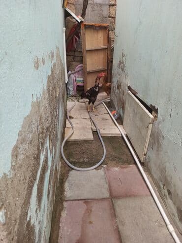 lal ördək balasi: Xoruz, il: 1, Ünvandan götürmə — 2