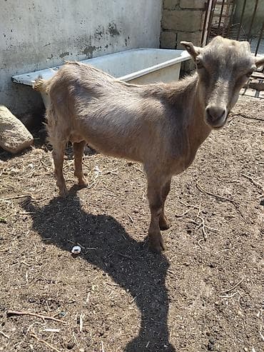 Salam.erkək çəpiş satıram 250manata fevral ayında doğulub.anası at lalafo.az Salam.erkək çəpiş satıram 250manata fevral ayında doğulub.anası