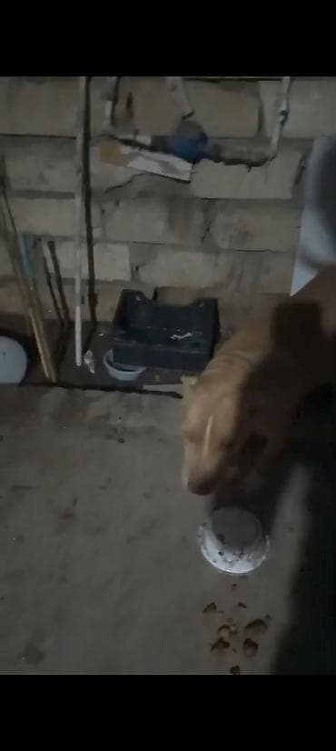 itlerde gene: Pitbul, 1 il — 3