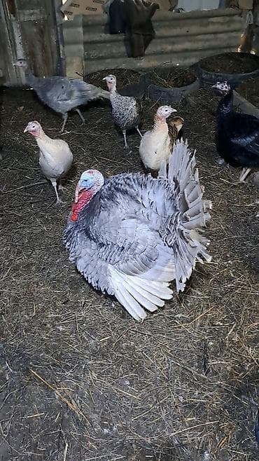 kənd cücəsi: Erkək, Damazlıq — 10