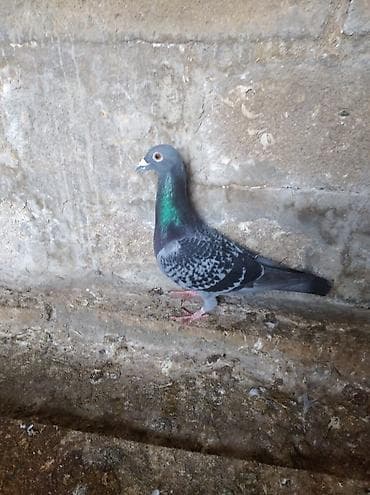 Птицы: Biri mayadı biri erkeydi,biri 10 manat — 1