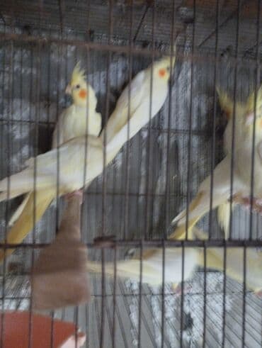 quş şəkilləri: Məhsul: Kakadu nimfa papağanları (Cockatiel) Təsvir: - Şəkillərdə — 2