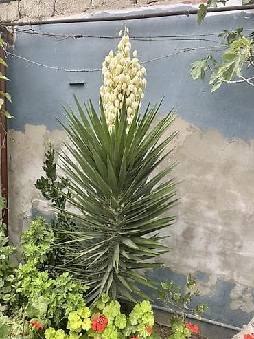 rozmarin bitkisi: Yucca (Yucca filamentosa/yucca gloriosa tipli) dekorativ bitki Bazar — 3
