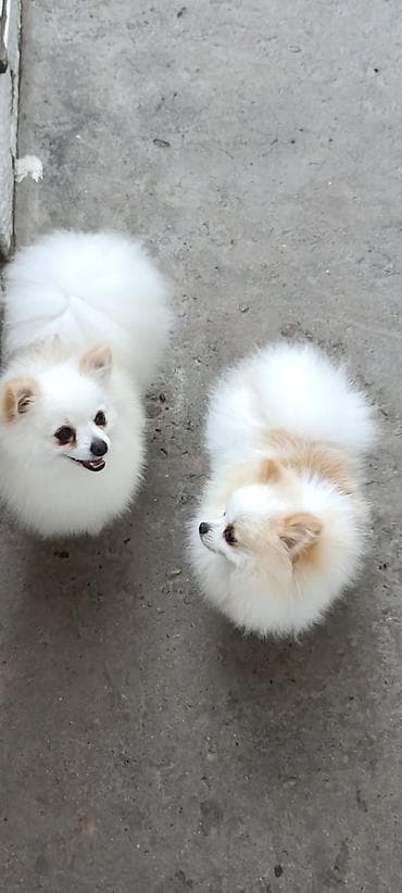 coban itlerin satisi: Şpitz, Peyvəndli — 2