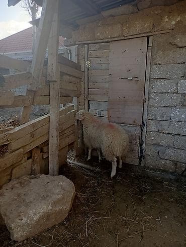 Gəmiricilər: Erkək quzudu 8 ayliqdi qurban kesmeye yarayir super heyvandi — 1