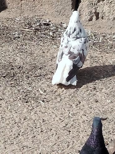 it balasi satisi: Salam tam sağlam quşlardir 5-10 azn arası — 7