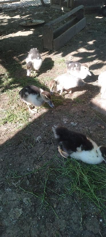 ovcarka balası: Amerkan vəKrasnadar sortudur 1 ayligdirlar. - Növ: Muscovy/hind — 2