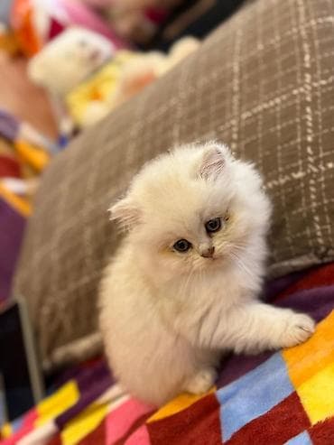 Gəmiricilər: Britan — 9