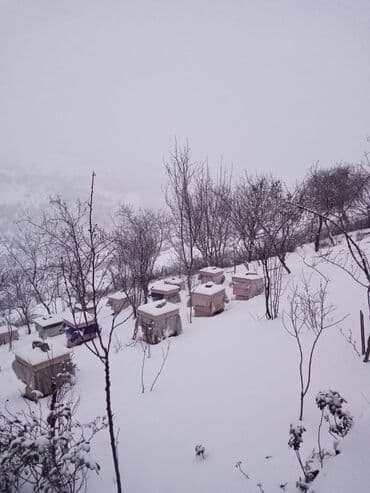 доска объявлений пчелы: Arıçılıq üçün qışladılmış arı ailələri və tam komplekt pətəklər - Dağ — 1