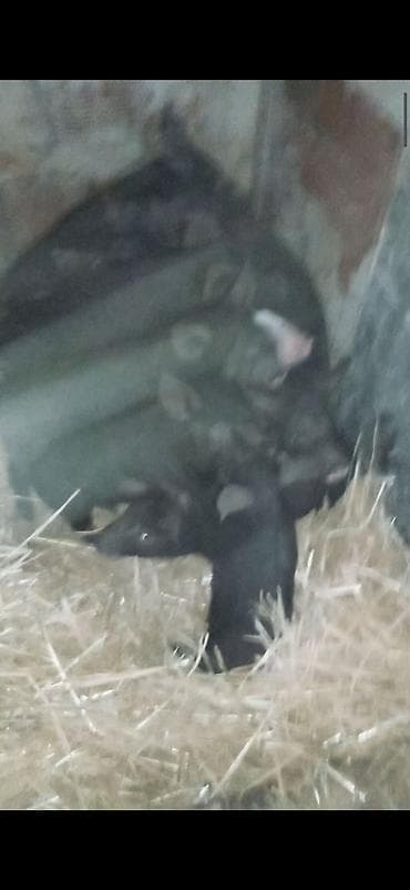 Məhsul: Qara balaca donuz balaları (quzular) çoşka donuz balası