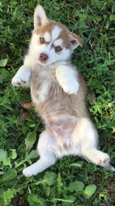 itler xaski: Xaski, 2 ay — 2