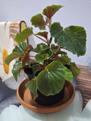 mi band 4 цена: Begoniya (qap içi dekorativ bitki) – plastik saksıda - Yarpaq tipi — 2