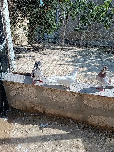 göyərçin satılır: Quşlar hamısı bir yerdə satılır. Tam sağlam normal uçan quşlardı — 2